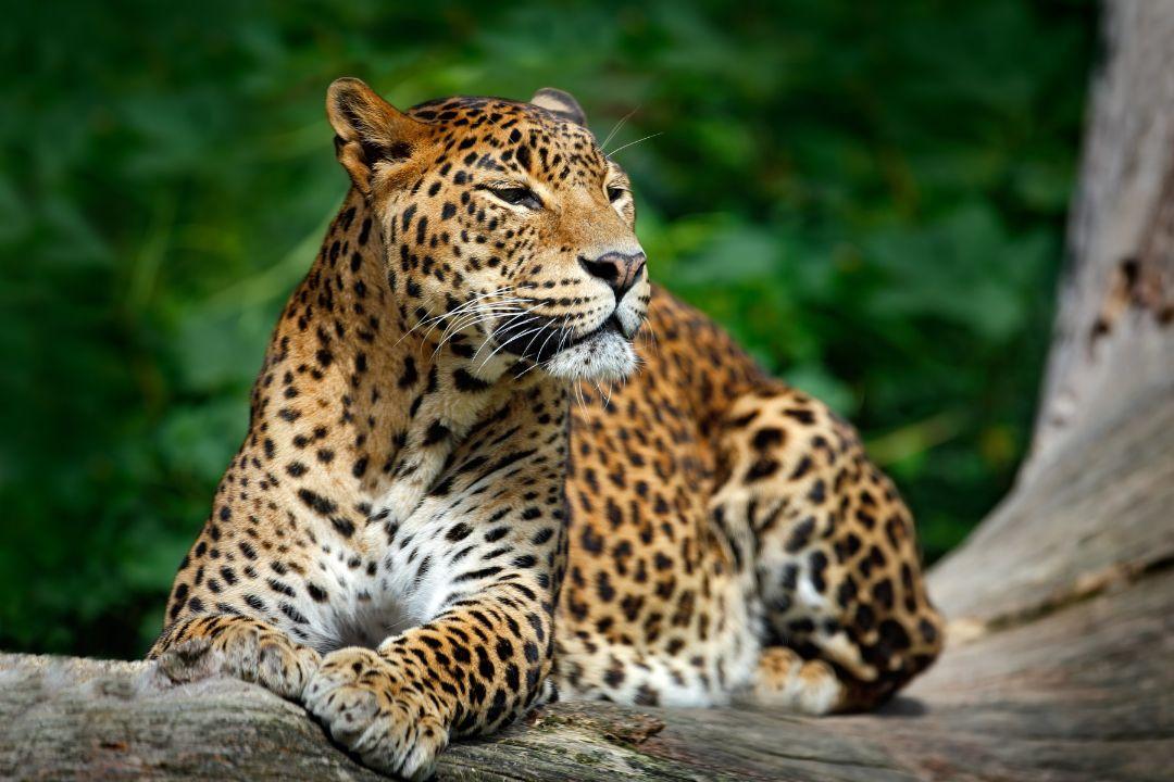 sri_lanka_1.jpg