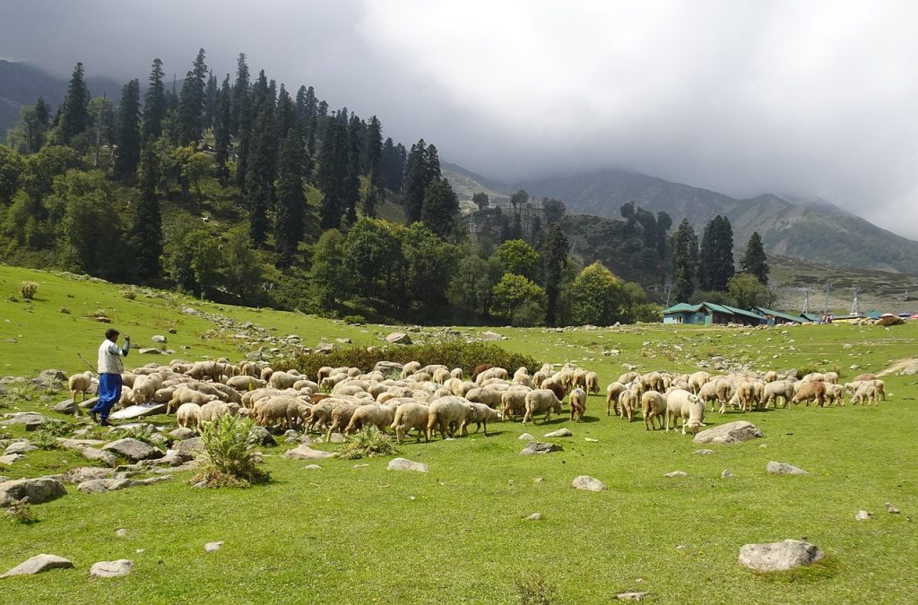 Gulmarg